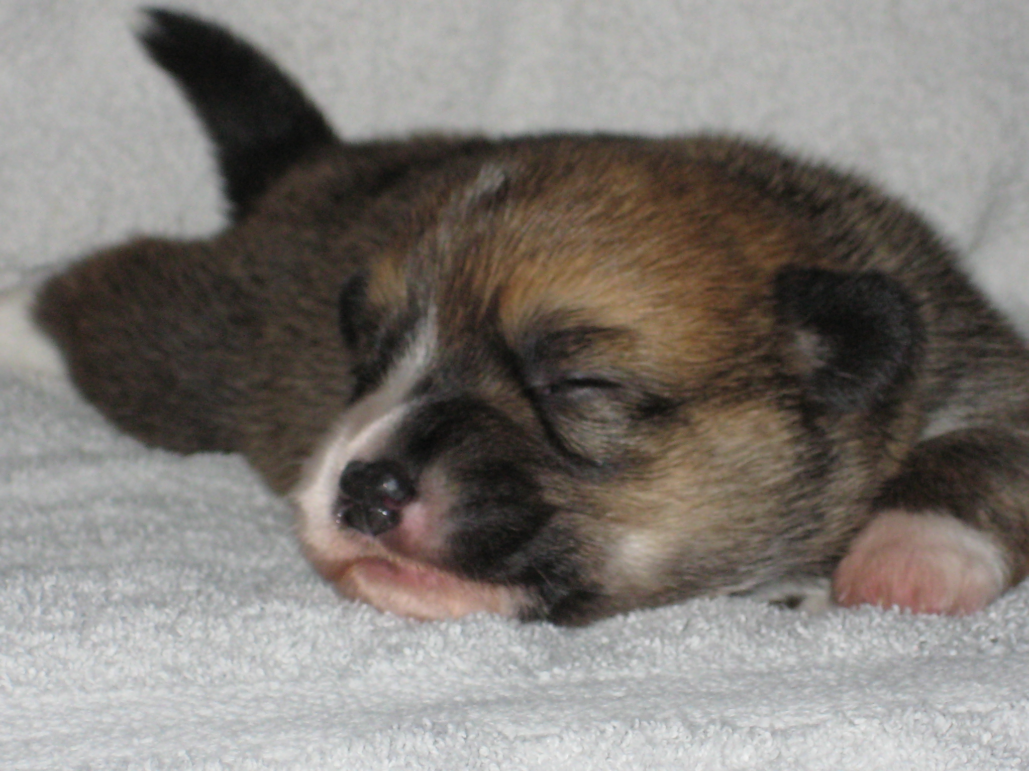 11 Dagen oud